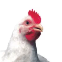 فروش م رغ زنده