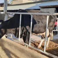 گاو هلشتاین