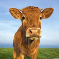 شیرو ماست محلی