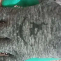 دستکش کار|ابزارآلات|اردبیل, |دیوار