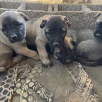 توله سرابی|سگ|پاکدشت, پاکدشت (مامازند)|دیوار