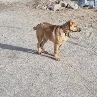 توله ۶ ماهه آلابای خراسانی