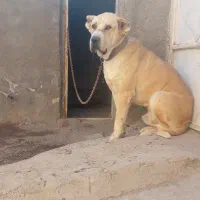 سگ گمشده|حیوانات|بوژگان, |دیوار