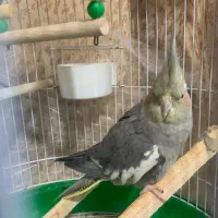 عروس هلندی مادر