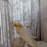 جفت مولد با دوتا جوجه دم دونخور