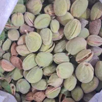 بادم تازه باغی