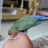طوطی برزیلی
