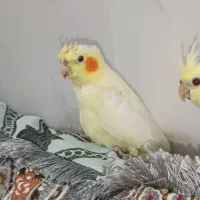 جوجه عروس هلندی|پرنده|بندرعباس, |دیوار