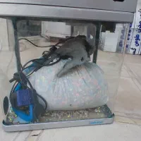 اکواریوم شرکتی معاوضه با هرچی