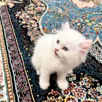 واگزاری گربه پرشین