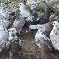 کفتر پرشی|پرنده|آستانه اشرفیه, |دیوار