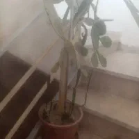 گل آپارتمانی جذب کننده امواج وای فای