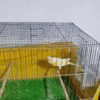 قناری موزاییکی|پرنده|محمدشهر, شهرک پیام (مهرالبرز)|دیوار