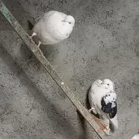 کبوتر|پرنده|مهران (ایلام), |دیوار