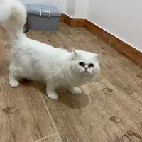 یک جفت گربه