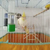 عروس هلندی نژاد لتیونی