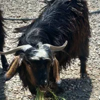 گوسفند بز نر مناسب قربانی مال تفتان