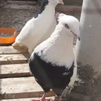 ده عدد کبوتر پرنده وجفتی