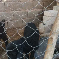 بره و کهره ماده شیری و جو خور