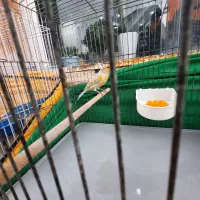 قناری سیلور سرخ بخون