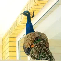 فروش یا معاوضه طاووس نر ۲ساله