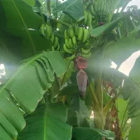 درخت موز|گل و گیاه طبیعی|چمستان, |دیوار