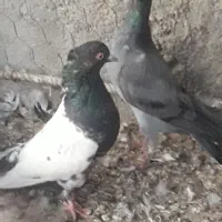 سه تاصید پرشی