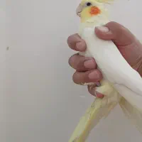 مرغ عشق و عروس و کوتوله دستی