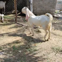 کهره نر گلابی وکیسه گلابی
