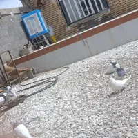 پنج عدد توقی دونی 400کسی خواست در خدمتم