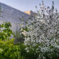 باغ ششدانگ برای ساختوسازباامتیازات درشهرک ویلای