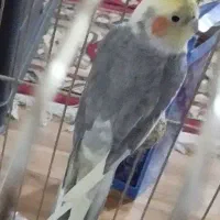 عروس هلندی و جوجه|پرنده|یاسوج, |دیوار