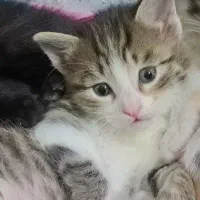 واگذاری بچه گربه