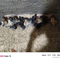 جوجه گلین اصیل لری