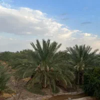۵هکتار باغ خرما پیارم/سنددار حاجی آباد روستای کهه|فروش دفتر صنعتی، کشاورزی، تجاری|حاجی آباد, |دیوار