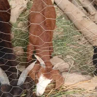 ۳عددبزپاکستانی|حیوانات مزرعه|اسفرورین, |دیوار