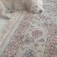 سگ آپارتمانی|سگ|فولادشهر, مسکن مهر فولادشهر|دیوار