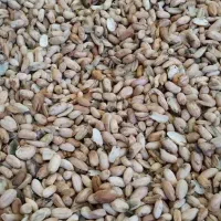 بادام زیرسرندی مخصوص کره گیری|خوردنی و آشامیدنی|پارس‌آباد, |دیوار