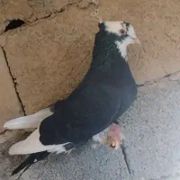 تعدادی کبوتر تکپر|پرنده|انبارآلوم, |دیوار