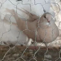 مفلق دمگیر زرد وسرخ آفتاب نخورده|پرنده|خمینی‌شهر, |دیوار