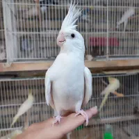 عروس هلندی  جوجه نرم خور دستی تعداد