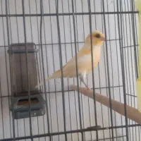 1عدد جوجه قناری نر ریزخون