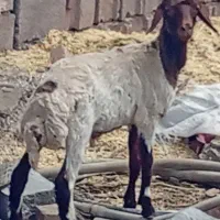 گوسفند نر