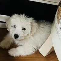 اسمش پنی هستش