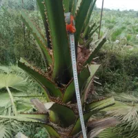 یاس گلدانی و پالم|خدمات باغبانی و درختکاری|رودسر, |دیوار