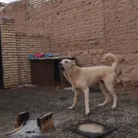 توله سراب نر و ماده