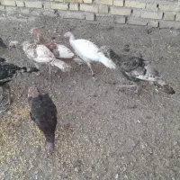 بوقلمون محلی