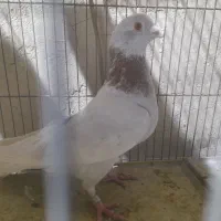 کبوتر تزئینی