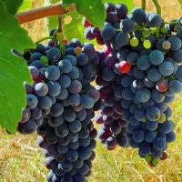 فروش نهال انگور ۲ساله