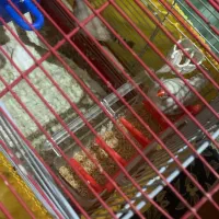 ی جفت فنچ مولد با ی مرغ عشق ماده|پرنده|اسلام‌شهر, شهرک سعیدیه|دیوار